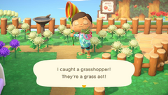 Grasshopper/Gallery - Animal Crossing Wiki - Nookipedia