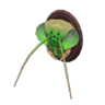 mantis-head model