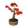 maple bonsai
