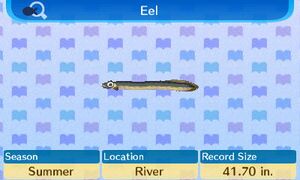 NL Encyclopedia Eel.jpg