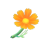 orange cosmos