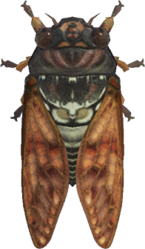 Artwork of brown cicada