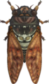 Brown Cicada NH.png
