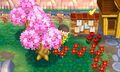 NL Cherry Blossom 1.jpg