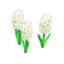 white-hyacinth plant