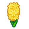 yellow hyacinths