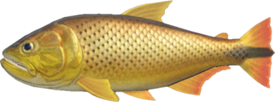 Dorado - Animal Crossing Wiki - Nookipedia