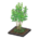 Evergreen Ash's Black variant