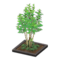 Evergreen Ash (Black) NH Icon.png