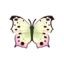 pearl butterfly