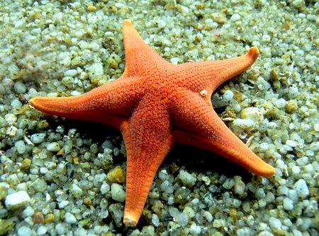 Sea star - Animal Crossing Wiki - Nookipedia