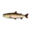 Stringfish CF Model.png