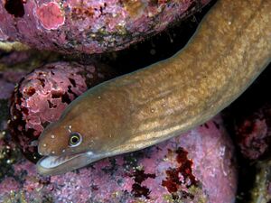 Moray Eel Real.jpg