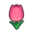 Pink Tulip