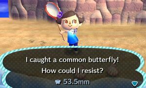 Caught Common Butterfly NL.jpg