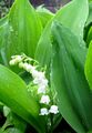 Lily of the Valley Real.jpg