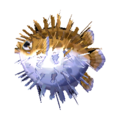 Puffer Fish NL Model.png