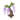Purple Wisteria PC Icon.png