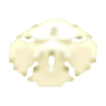 sand dollar