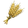 wheat