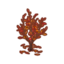 Red Fall Olive Tree PC Icon.png