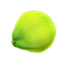 coconut