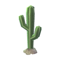 Desert cactus