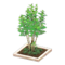Evergreen Ash (White) NH Icon.png
