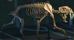 NH Sabertooth Tiger Museum.jpg