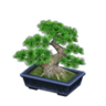 pine bonsai tree