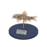 nibble fish model