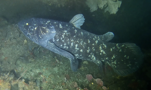 Coelacanth Real.png