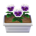 white pansies