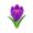 Purple Crocuses PC Icon.png