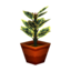 Rubber Tree PG Model.png