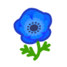 blue windflowers