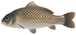 Carp NH.png