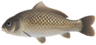 Carp