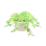 potted ivy