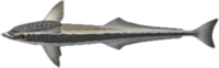 Suckerfish NH.png