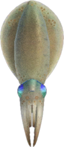 In-game image of squid