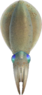 Squid