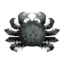black horsehair crab