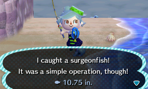 Caught Surgeonfish NL.png