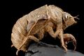 Cicada Shell Real.jpg