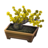 jasmine bonsai