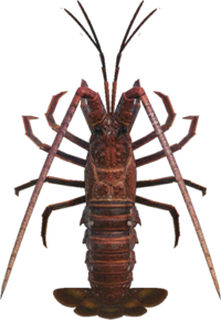 Artwork of Spiny Lobster