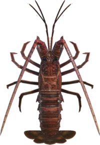 Artwork of spiny lobster