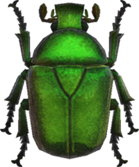 Artwork of Drone Beetle