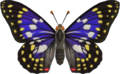 Great Purple Emperor NH.png